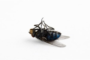 dead housefly