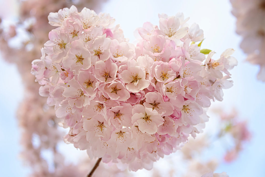 pink heart flowers